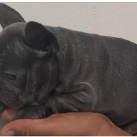 Bulldog francese blu