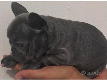 Bulldog francese blu