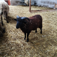 Pecora montone Suffolk Incrocio