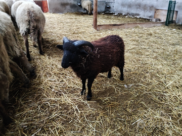 Pecora montone Suffolk Incrocio