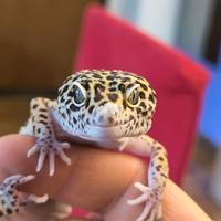 Geco leopardino maschio Tangerine het raptor