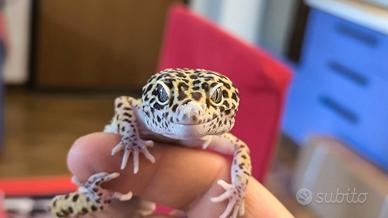 Geco leopardino maschio Tangerine het raptor