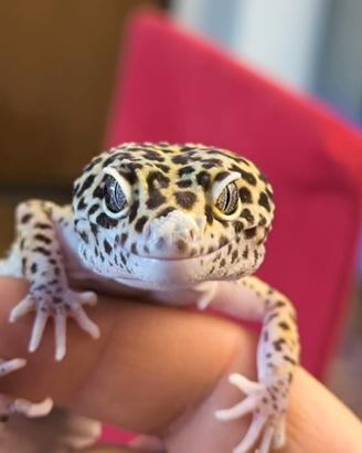 Geco leopardino maschio Tangerine het raptor