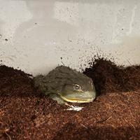 Pyxicephalus adspersus - Rana toro africana