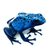 N.5 Dendrobates / Rana freccia Azureus