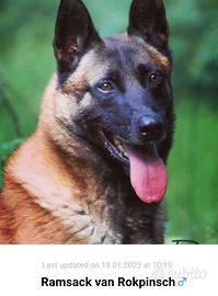 Cuccioli, pastore belga, malinois