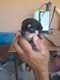 Cuccioli chihuahua e simil volpina mini