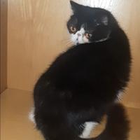 Cucciola exotic shorthair nero/bianca