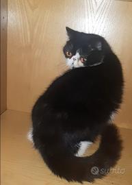 Cucciola exotic shorthair nero/bianca