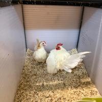 Serama purezza malese