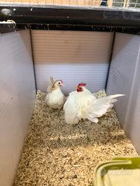 Serama purezza malese