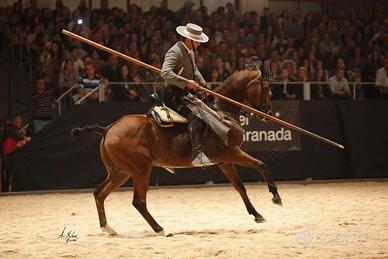 Cavallo spagnolo arabo