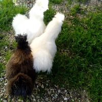 Galline e galli morosetta