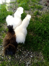 Galline e galli morosetta