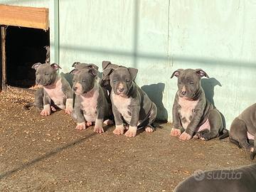 Amstaff Blue cuccioli