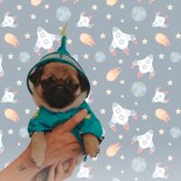 Carlino cucciolo subito disponibile beige fulvo