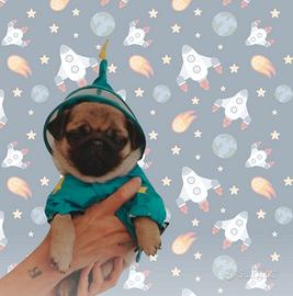 Carlino cucciolo subito disponibile beige fulvo