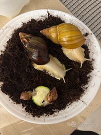 Lumache giganti (Achatina fulica white jade)