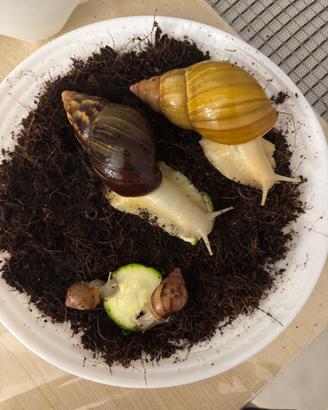 Lumache giganti (Achatina fulica white jade)
