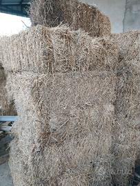 Erba medica per pacciamatura naturale