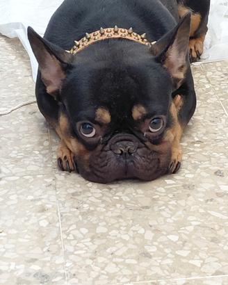 Bulldog Francese esotico