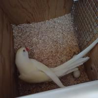 Coppia parrocchetti gialli