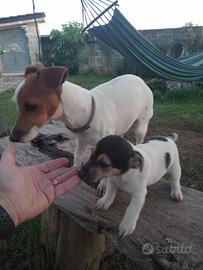 Jack russell terrier