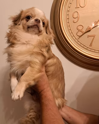 chihuahua pelo lungo 