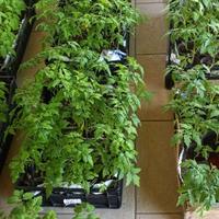 Piantine di pomodoro