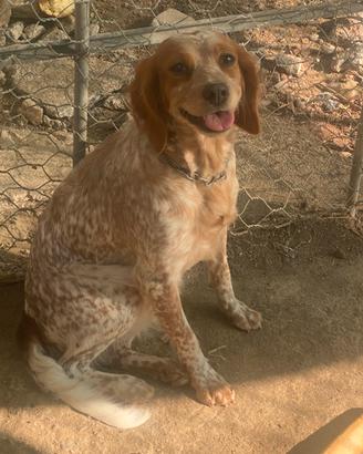 Cane da caccia