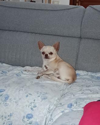 Chicco desidera cagnolina per accoppiamento