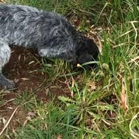 Lagotto Pointer recupero spese