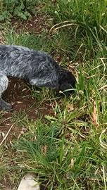 Lagotto Pointer recupero spese