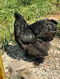 Galline