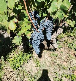 Sangiovese e Trebbiano bio