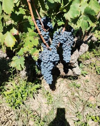 Sangiovese e Trebbiano bio