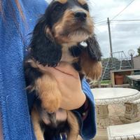 Cuccioli di cocker spaniel con Pedigree Enci