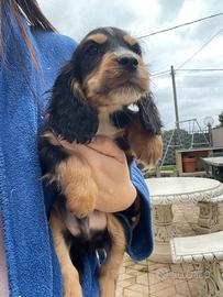 Cuccioli di cocker spaniel con Pedigree Enci