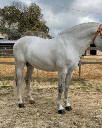 Cavallo P.R.E