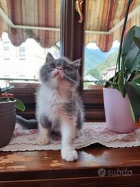 Cuccioli Persiani Exotic Shorthair