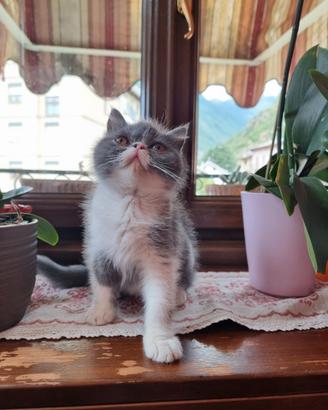 Cuccioli Persiani Exotic Shorthair