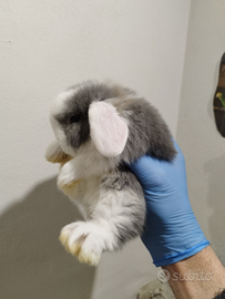 Coniglio nano ariete mini lop