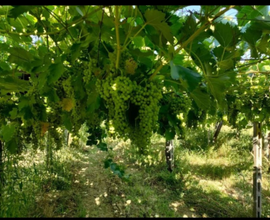 Terreno passerina, pecorino e chardonnay
