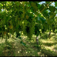 Terreno passerina, pecorino e chardonnay