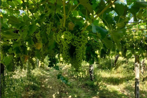 Terreno passerina, pecorino e chardonnay