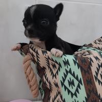 Chihuahua cucciolo
