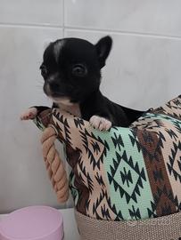 Chihuahua cucciolo