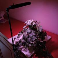 lampada per piante