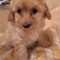 Barboncini toy/nani colore albicocca