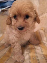 Barboncini toy/nani colore albicocca